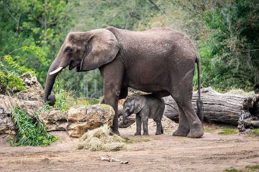 גורת פילים חדשה נולדה באנימל קינגדם ממלכת החיות של דיסני אורלנדו